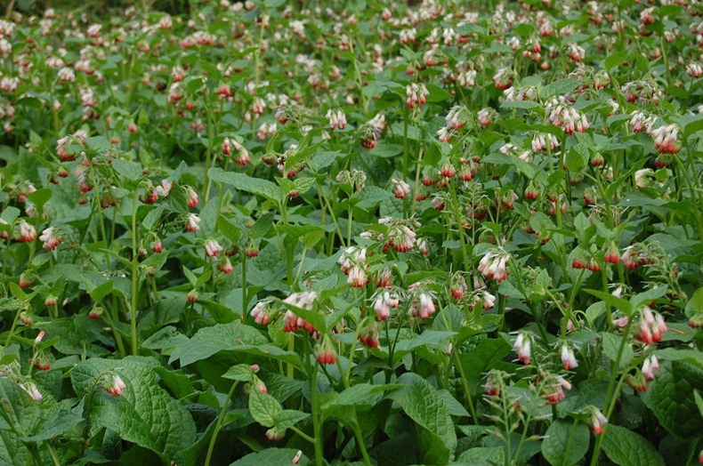 .... !! poison-garden-4[2].j